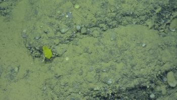 Media type: image;   Invertebrate Zoology 153114 Description: live specimen;